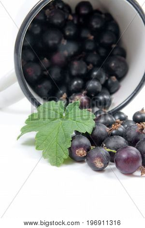 White Cup With Black Currant Berry In It And Small Bunch Of Black Currant With Green Leaf Isolated O