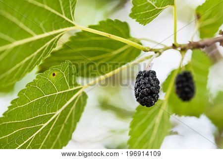 Ripe Black Fruits On Mulberry Tree Close Up