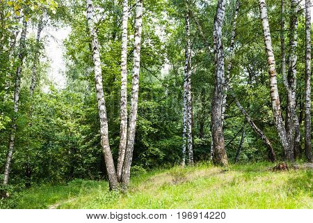 Birch Grove In Forest In Summer