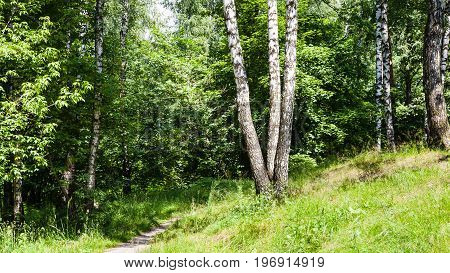 Birch Trees Near Path In Forest In Summer