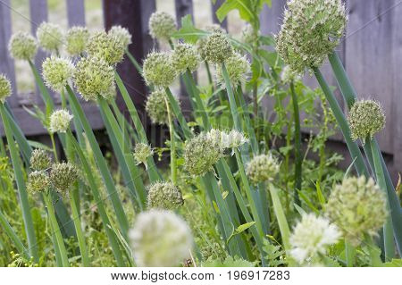 Allium fistulosum. Flowering onions in the garden