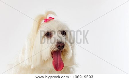 Portratit of a white dog with a pigtail Maltese bichon