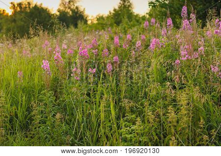 Blooming Willow Herb Ivan Tea Fireweed Epilobium Angustifolium Background