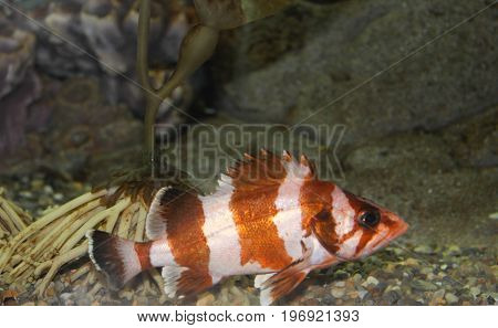 Colorful dark orange and white striped fish with black eye and black stripe on tail fin