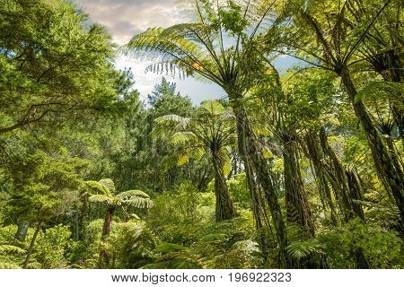 Tropical Forest Near Hahei