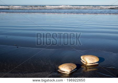 Two sea shells at the beach Sumner Beach near Christchurch Canterbury South Island New Zealand