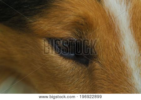 A dog looking with a sad look