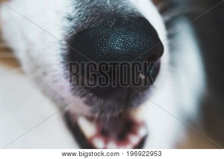 A cute black dog nose seen from close up