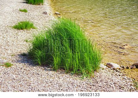green grass among the rocks on the lake shore