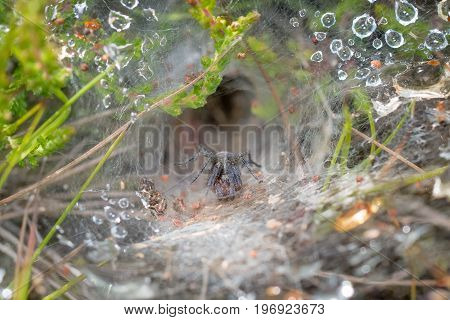 Labyrinth Spider (agelena Labyrinthica) In A Rain Or Dew Covered Web, Showing Retreat Behind.