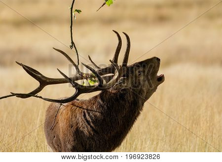 Red Deer (cervus Elaphus) Stag Roaring Calling Or Bugling And Using Antlers To Mark Territory On Oak