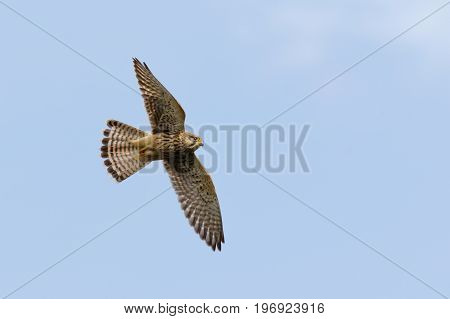 Common Kestrel (falco Tinnunculus) In Flight Or Flying Against Blue Sky