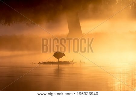 Silhouette Of Eurasian Coot (fulica Atra) On A Golden Misty Pond At Sunrise