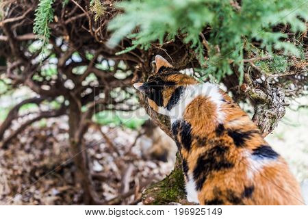 Closeup of calico cat climbing bush and sniffing branches