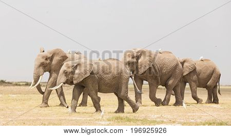 Herd of elephants at Amboseli National Park, formerly Maasai Amboseli Game Reserve, is in Kajiado District, Rift Valley Province in Kenya. The ecosystem that spreads across the Kenya-Tanzania border.