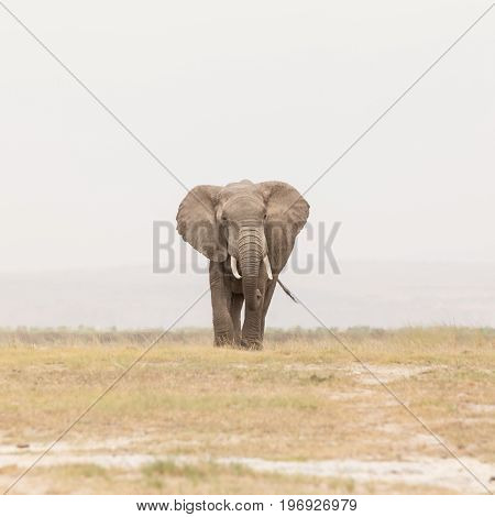 Solitary elephant at Amboseli National Park, formerly Maasai Amboseli Game Reserve, is in Kajiado District, Rift Valley Province in Kenya. The ecosystem that spreads across the Kenya-Tanzania border.