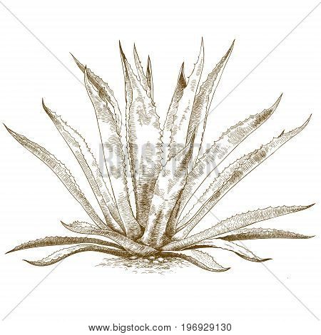 Vector antique engraving illustration of blue agave isolated on white background