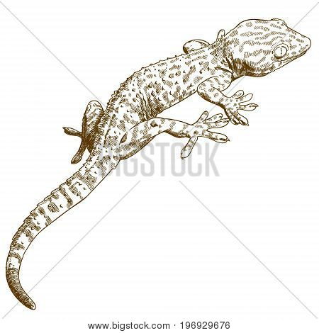 Vector antique engraving illustration of gecko isolated on white background