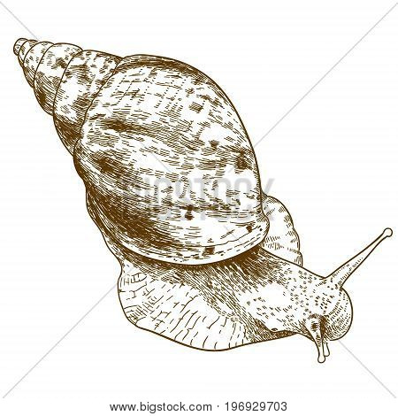 Vector antique engraving illustration of achatina snail isolated on white background