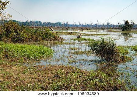 Beautiful artificial lake with with trees and other vegetation around the Neak Pean Temple in Angkor Complex, Siem Reap, Cambodia.