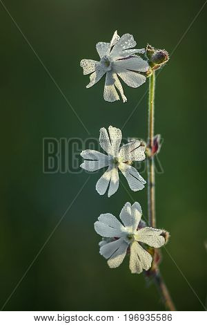 Beautiful dewy flowers of the Bladder Campion, a vertical picture