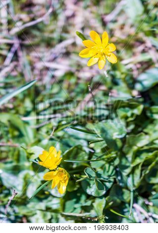 Lesser Celandine Or Ranunculus Ficaria Flowers Macro Closeup