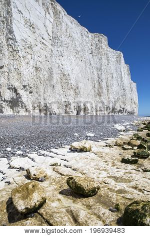The beautiful chalk cliffs along the coastline in East Sussex in the UK.