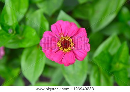 Common Zinnia (zinnia Violacea Syn. Zinnia Elegans) In Rural Garden, Close View