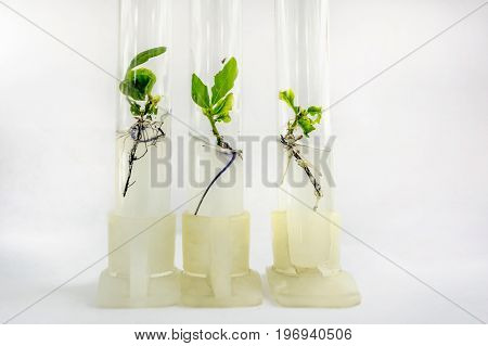 Close up view to microplants of cloned oak (Quercus robur L.) in test tubes with nutrient medium using micropropagation technology in vitro