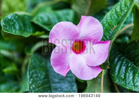 Macro Closeup Of One Pink Mandevilla Flower With Bokeh