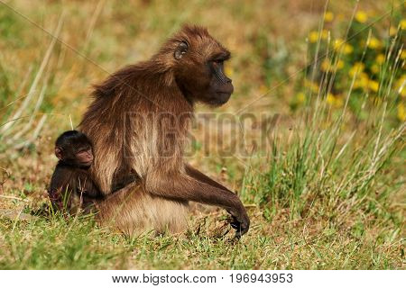 Mother gelada baboon and her small clinging to her back