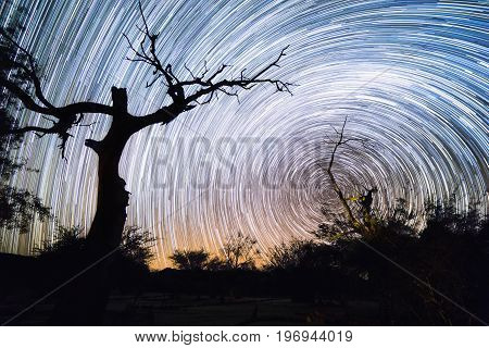 Trees Silhouette And Star Trails Movement At Night
