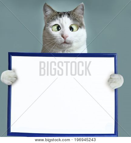 cat hold blank empty paper sheet in frame close up squint funny photo