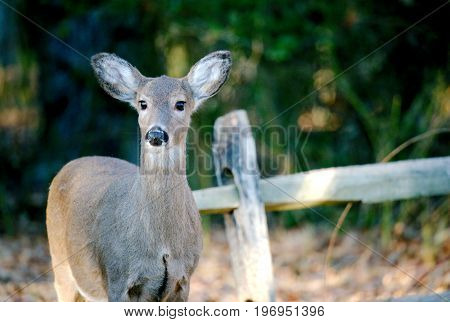 Deer in the woods in front of old wooden fence near the edge of woods and meadows during sunny day