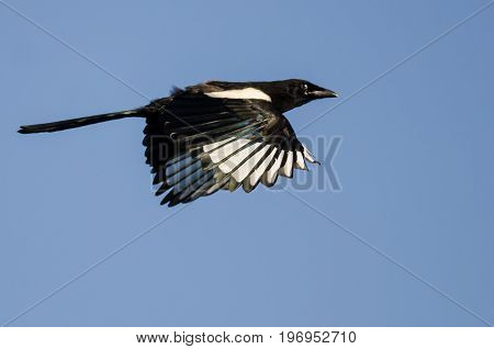 Black-Billed Magpie Flying in a Blue Sky