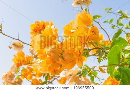 Yellow Bougainvillea flower on blue sky background. Orange yellow Bougainvillea. Beautiful Bougainvillea flower. Bougainvillea for design. Flower on blue sky.