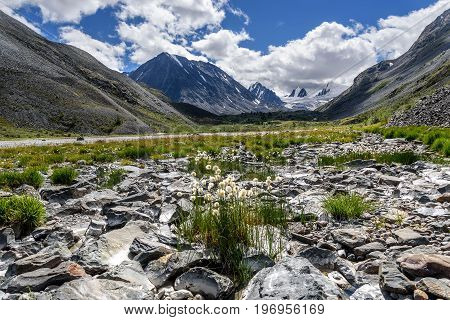 Beautiful view with mountains pointed snowy peaks glacier and white fluffy flowers of Eriophorum on stones against the background of a cloudy sky in summer