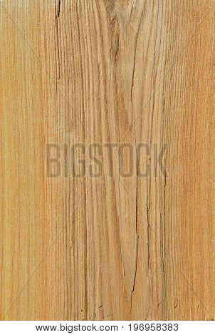 A close up of the surface of wood (Phellodendron amurense).