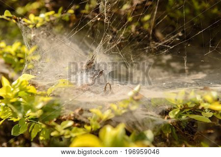 Gossamer On Tree