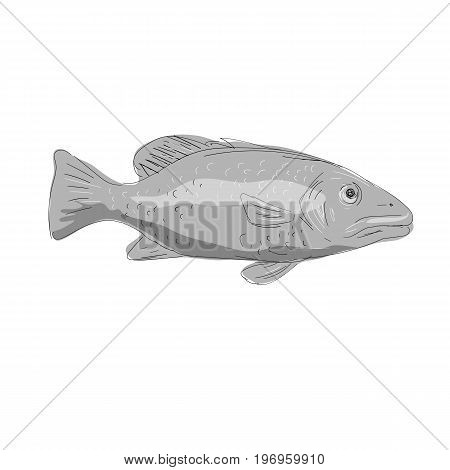 Illustration of a Schoolmaster Snapper Fish viewed from side done in hand sketch Drawing style.