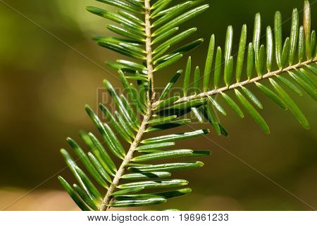 Branch with needles of a European silver fir Abies alba.