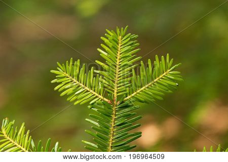 Branch with needles of a European silver fir Abies alba.
