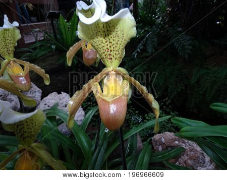 Paphiopedilum Insigne