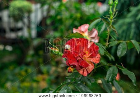 The natural backdrop of a blossoming rose and a snail.