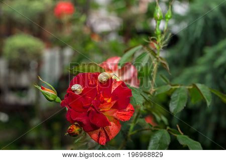 The natural backdrop of a blossoming rose and snails.