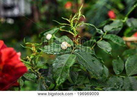 The natural backdrop of a blossoming rose and a snail.