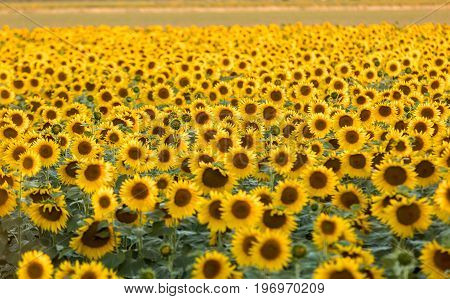 Sunflowers field near Arles in Provence France