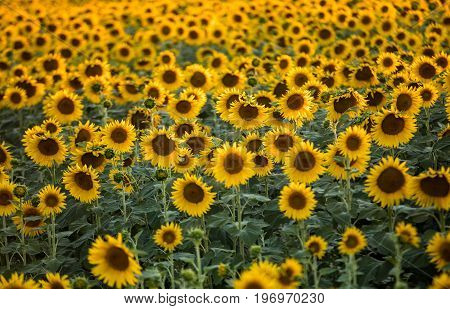 Sunflowers field near Arles in Provence France