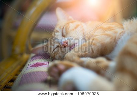 Sleeping cute cat with tongue sticking out.