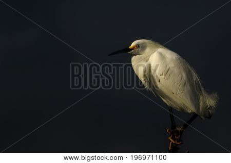Egret hiding near a canal in the Merritt Island National Wildlife Refuge